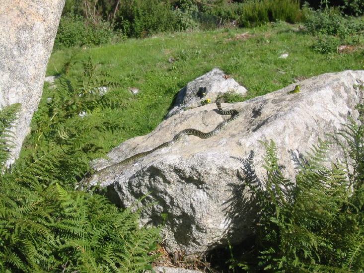 Wildtiere