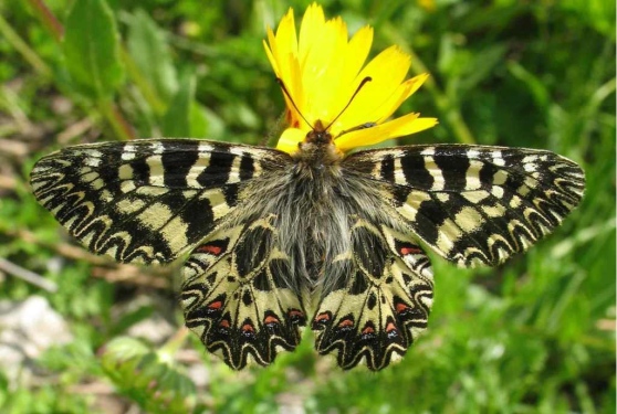 Zerynthia Cassandra