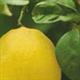 illulimoncello80x80